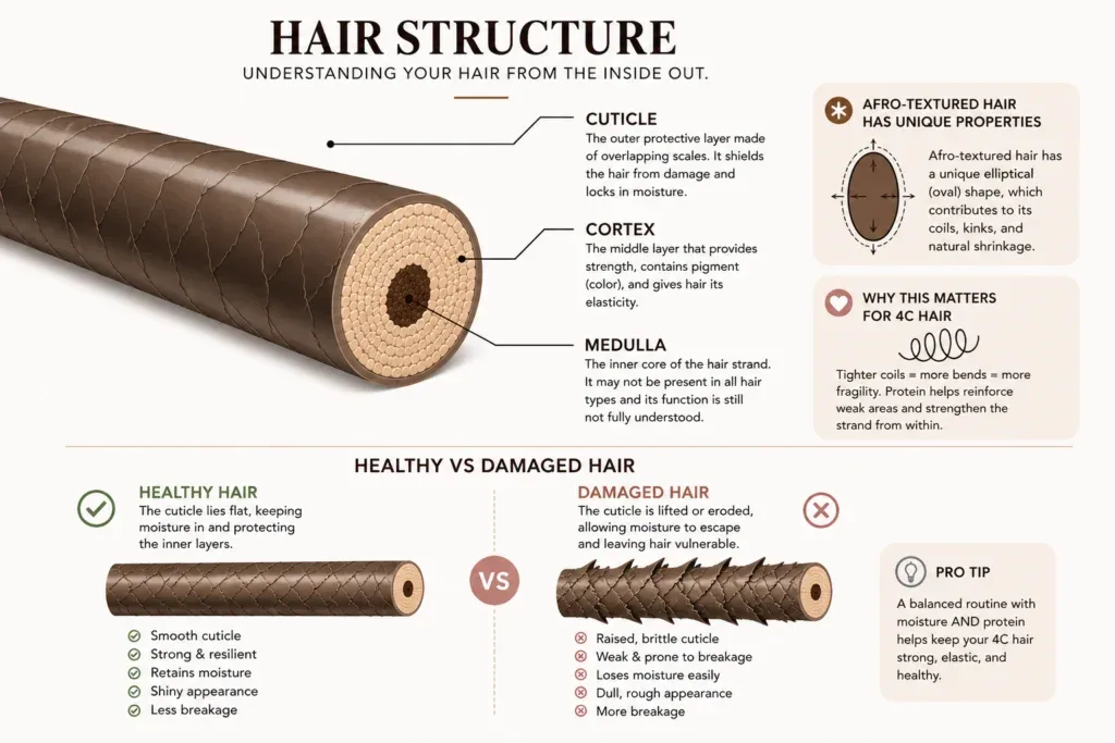 Diagram showing hair structure (cuticle, cortex, medulla) and comparison of healthy vs damaged hair for Type 4 and 4C hair